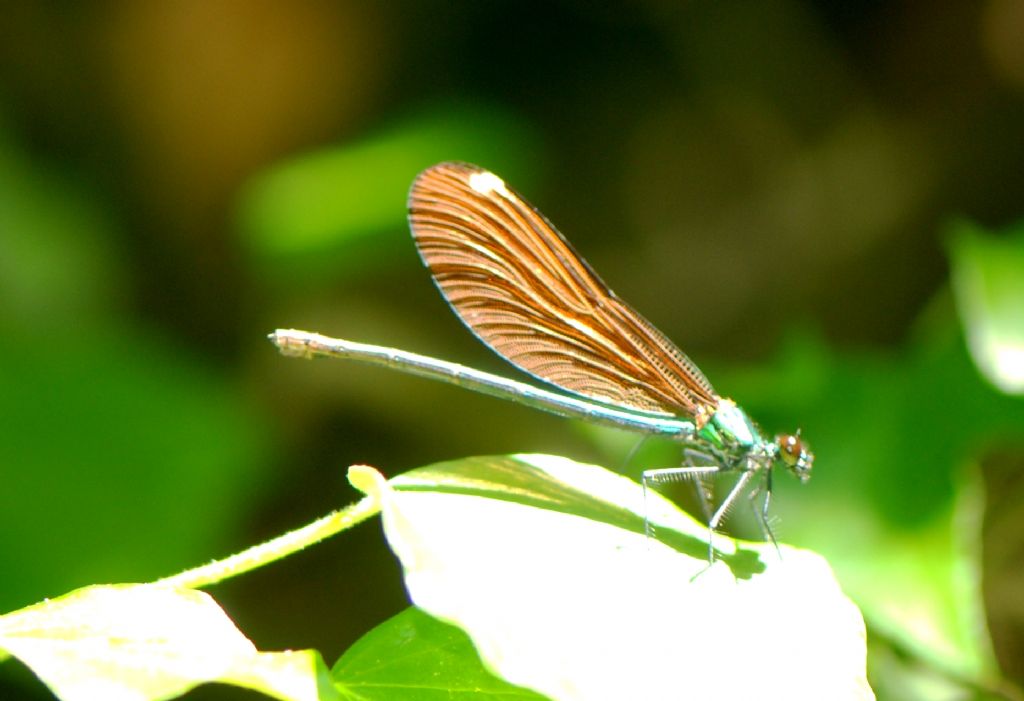 ID  prego: Calopteryx virgo festiva